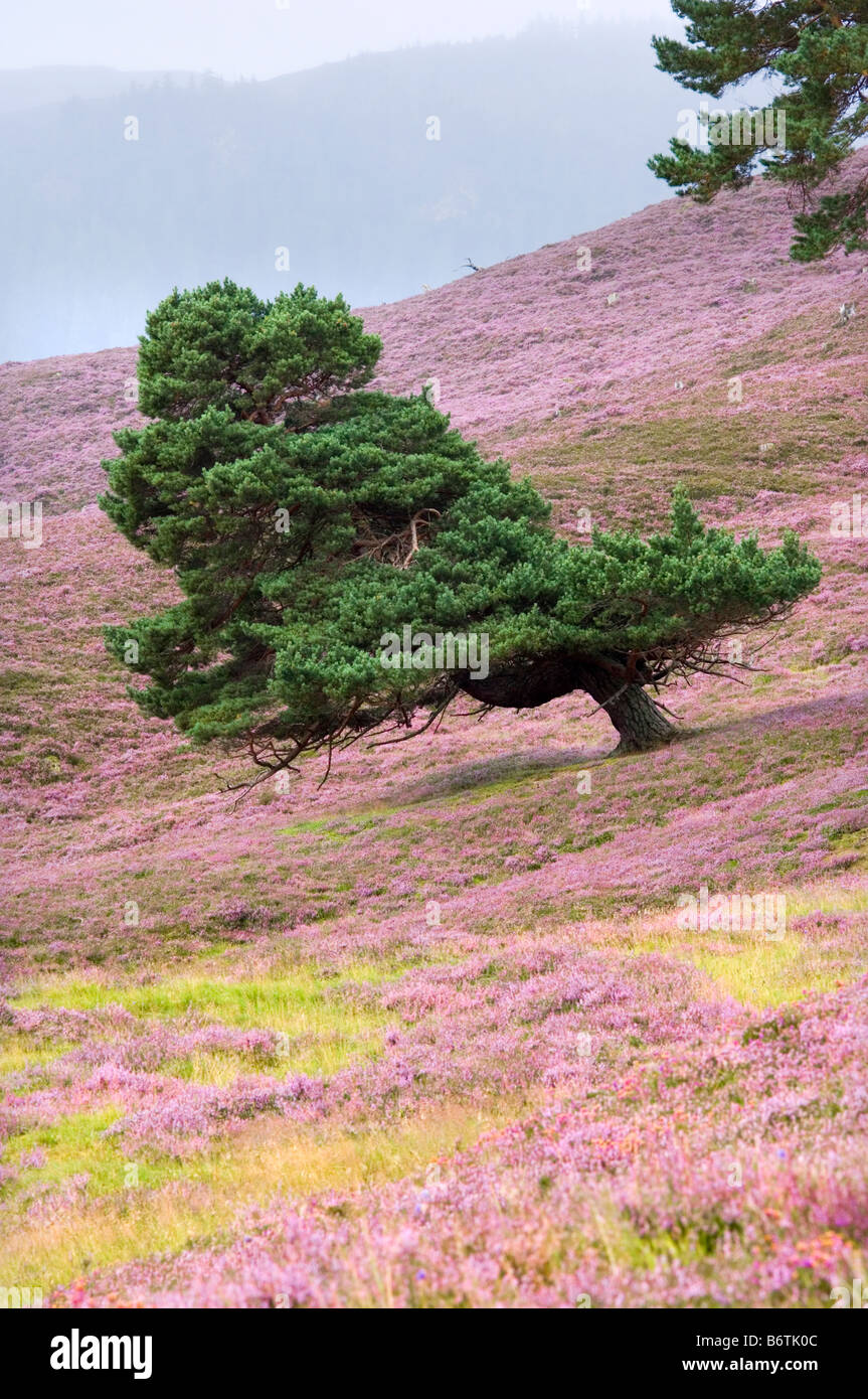 Prevailing wind hi-res stock photography and images - Alamy