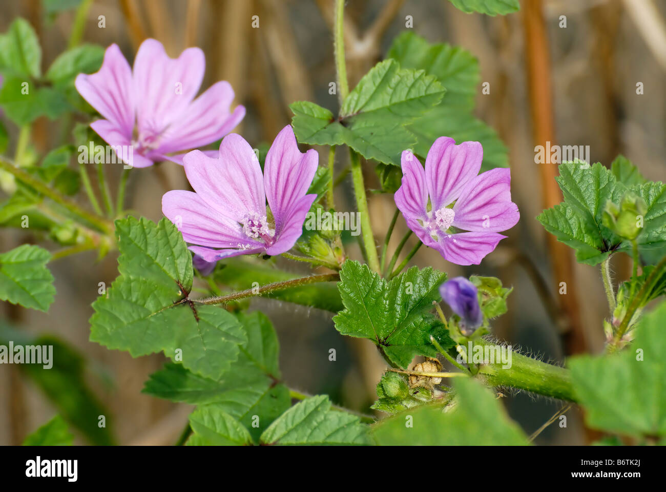 A close up picture of a Wild Geranium Geranium maculatum flower Stock Photo
