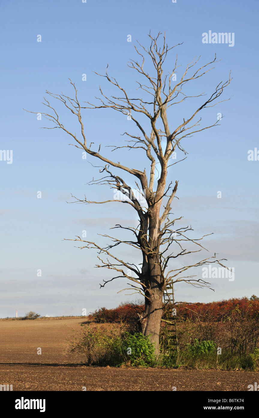 An old doddered tree in the middle of a field with clear blue sky above. Stock Photo