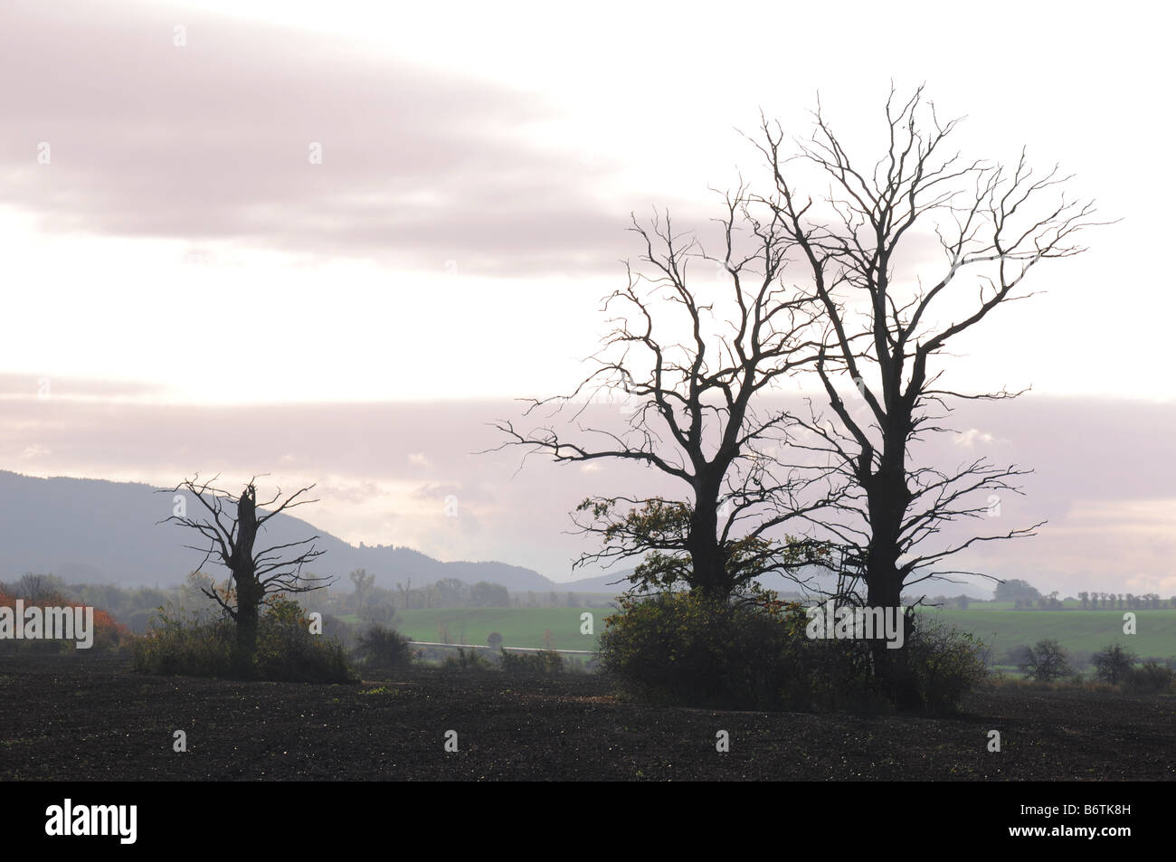 Group of dark old doddered trees in the middle of a field. Stock Photo