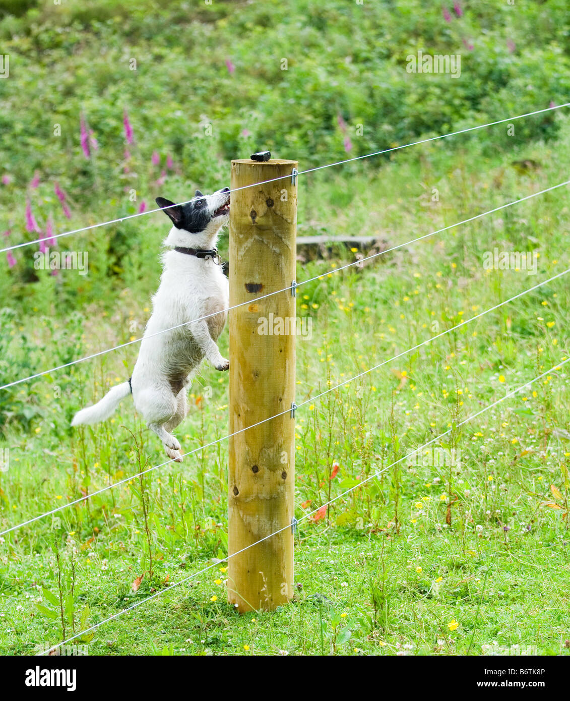 Jack Russell jumping Stock Photo Alamy