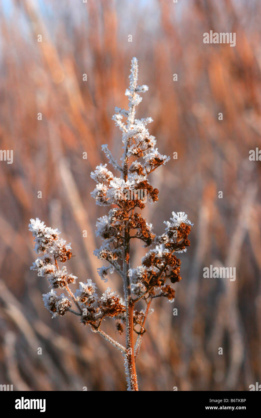 brown seed head covered in frost in winter time Stock Photo