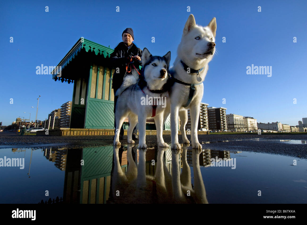 Husky at seaside hi-res stock photography and images - Alamy