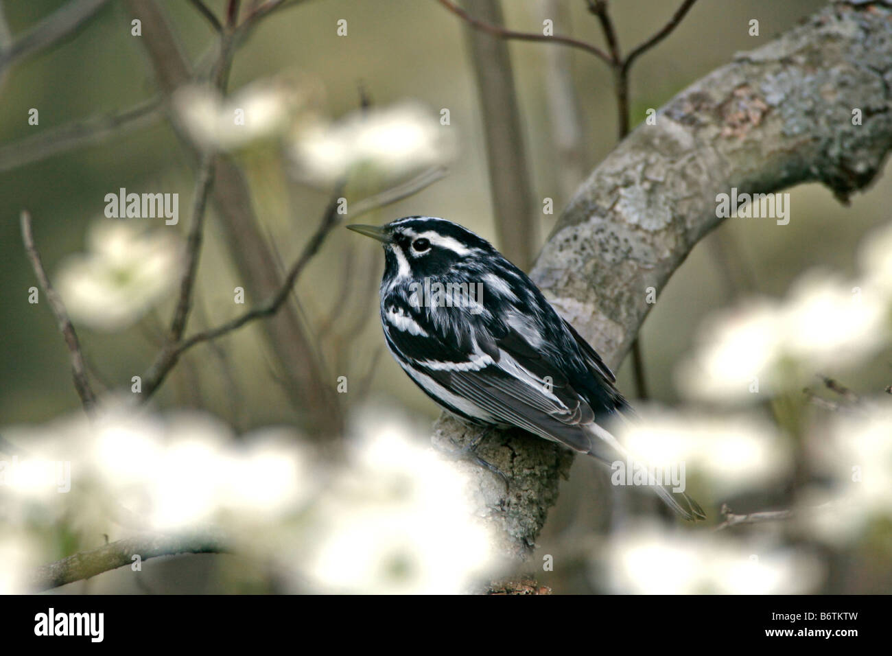 Black and White Warbler Perched in Dogwood Tree Blossoms Stock Photo