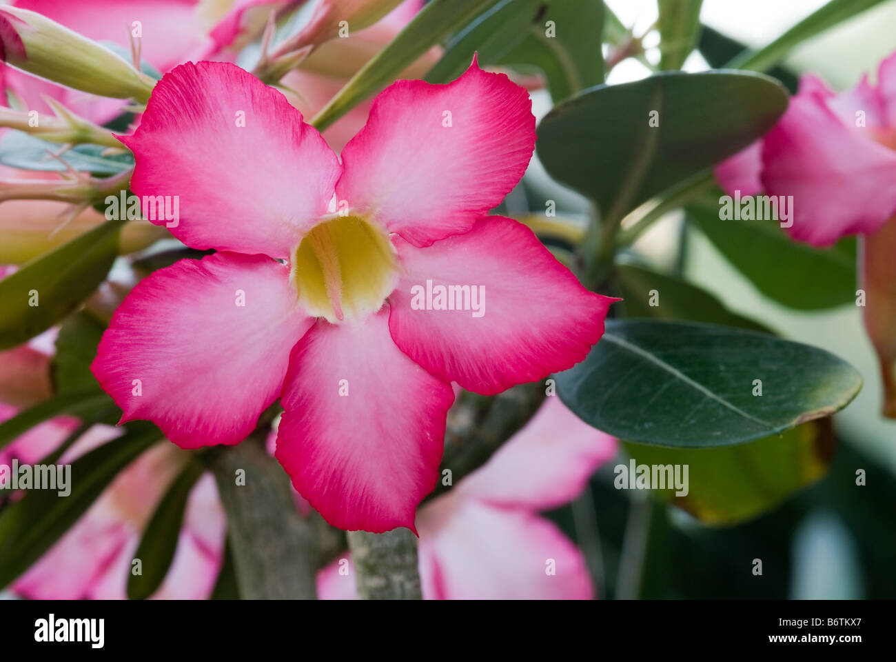 Desert rose, sabi star, kudu (Adenium obesum, Apocynaceae Stock Photo ...