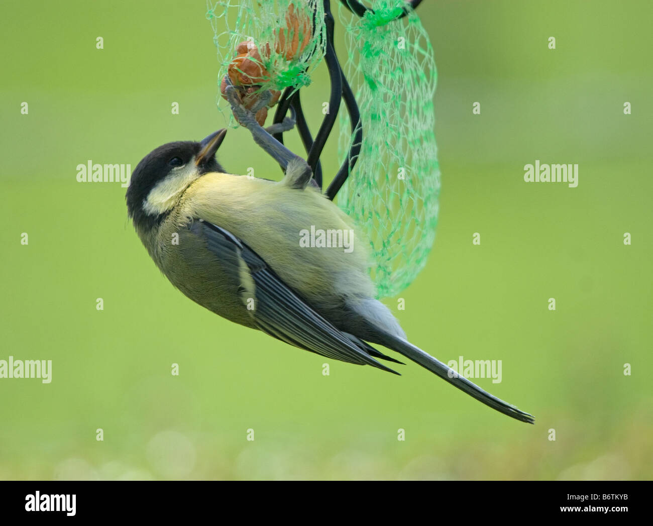 Great Tit Hanging Upside Down On A Bird Feeder Stock Photo