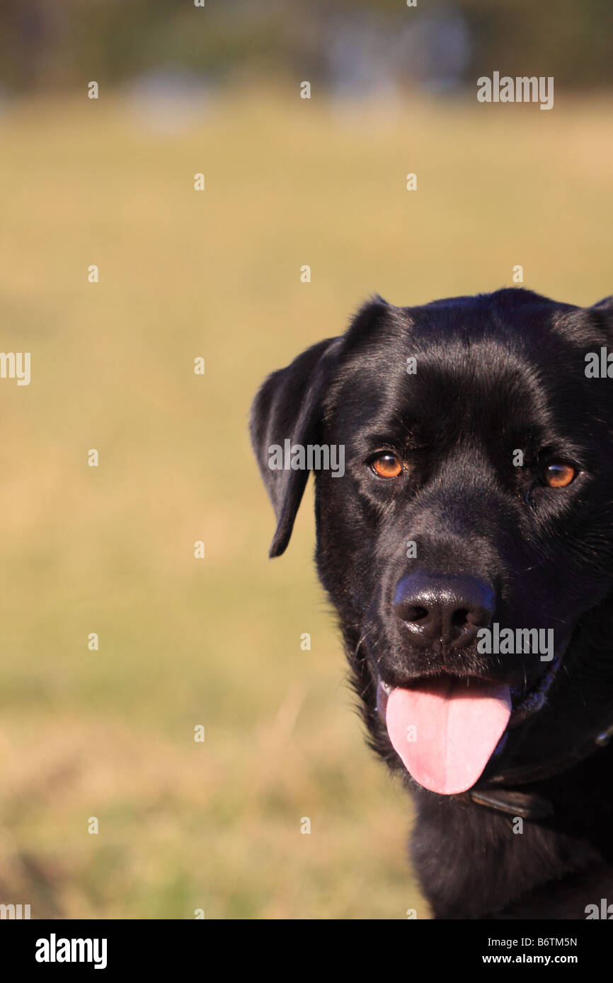 Black male Labrador Retriever, England, UK Stock Photo Alamy