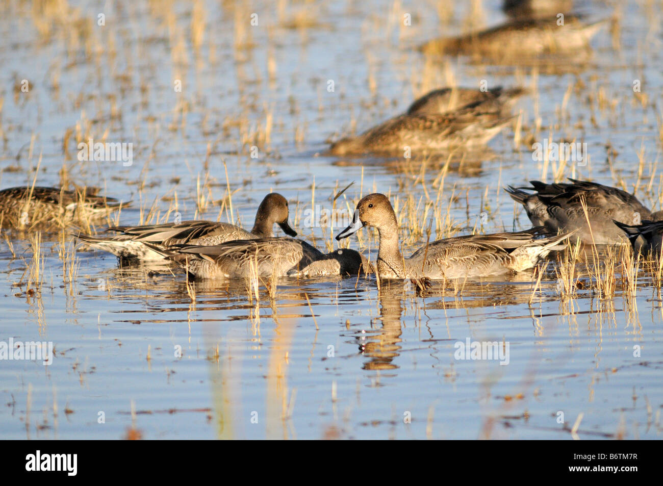 Bosque del Apache NWR Stock Photo Alamy