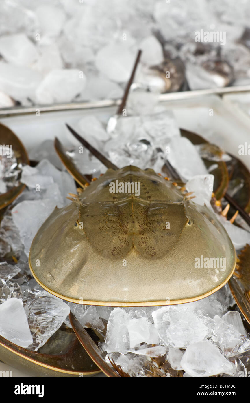 Horseshoe Crab for sale on ice Stock Photo - Alamy