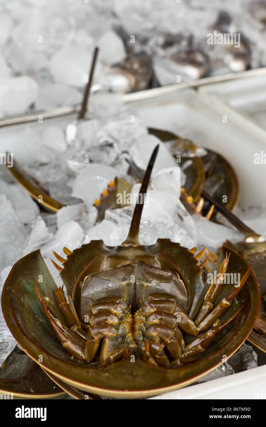 Horseshoe Crab for sale on ice Stock Photo - Alamy