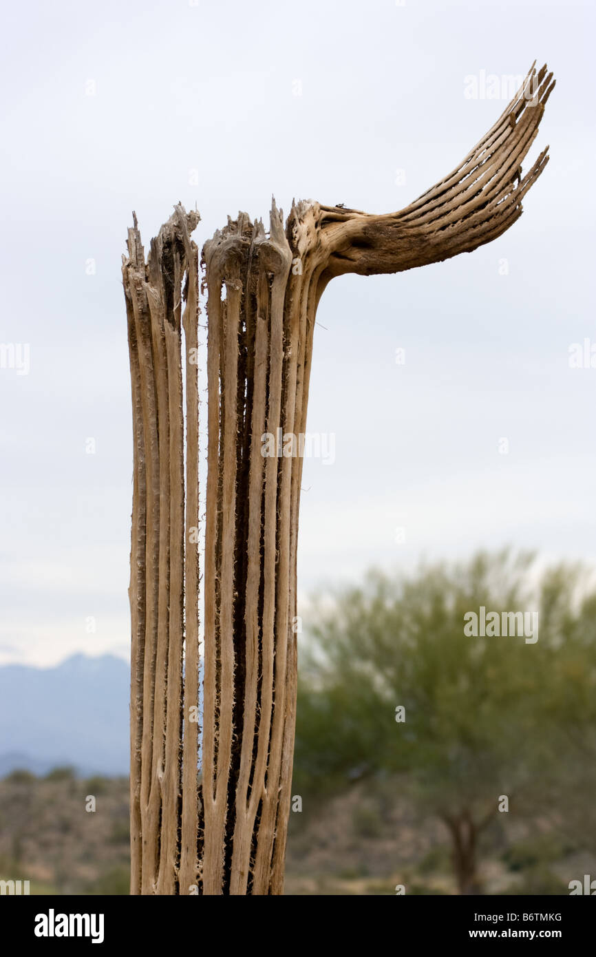 saguaro cactus ribs with a desert background Stock Photo Alamy