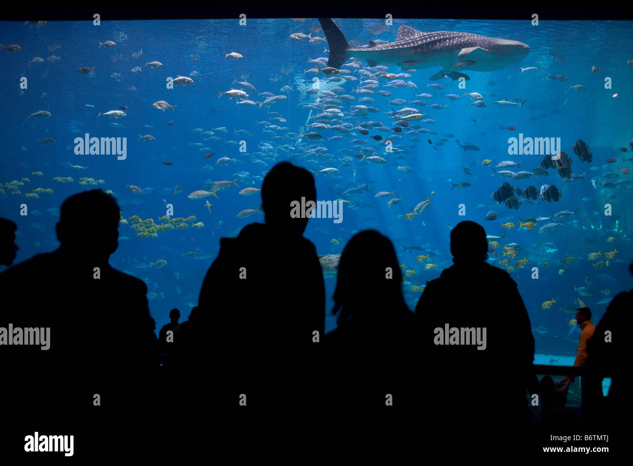 A crowd watches a giant Whale Shark at the Georgia Aquarium in Atlanta, Georgia swim through the largest fish tank in the world Stock Photo