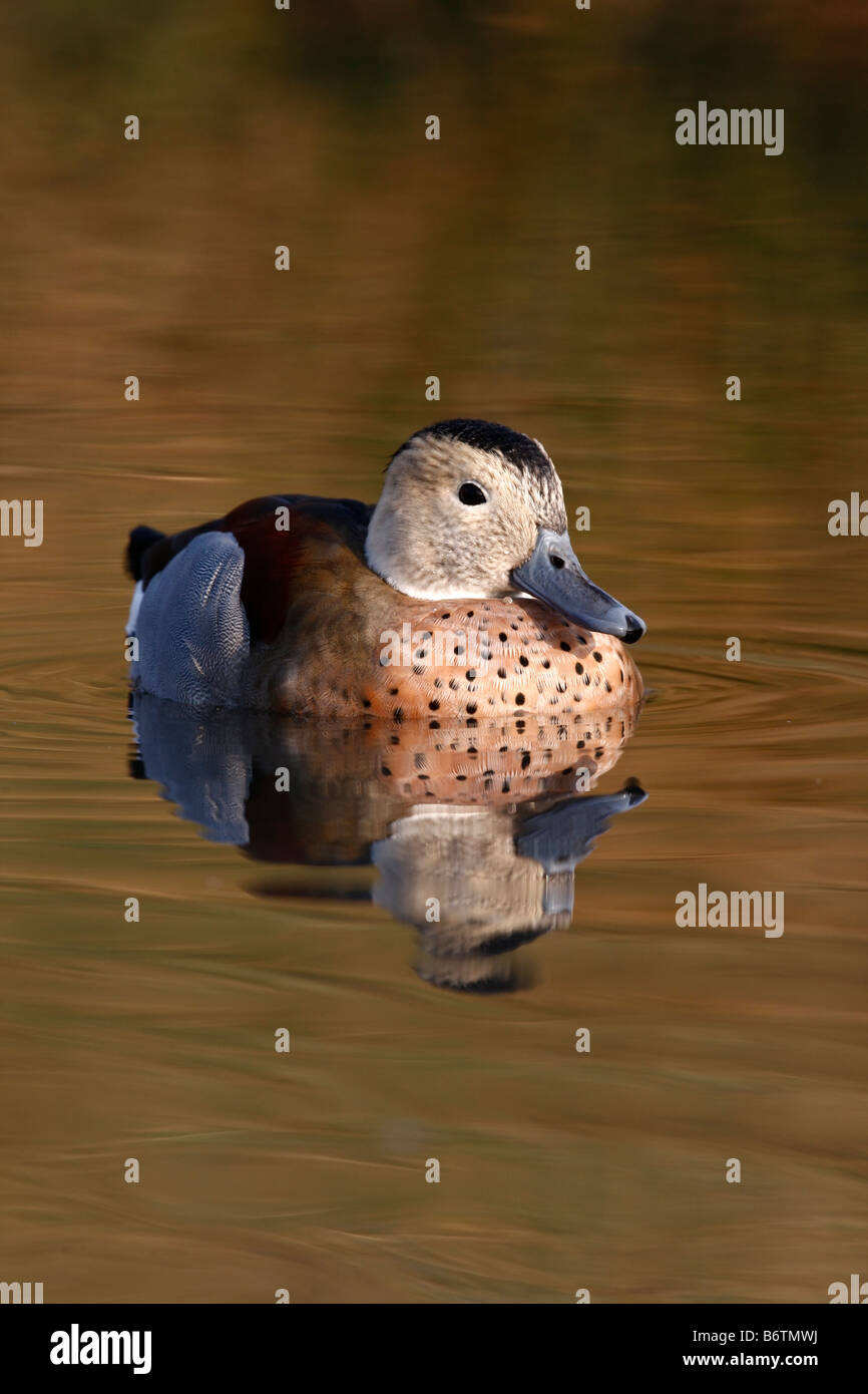 Ringed teal or ring necked teal Callonetta leucophrys male native to South America Stock Photo