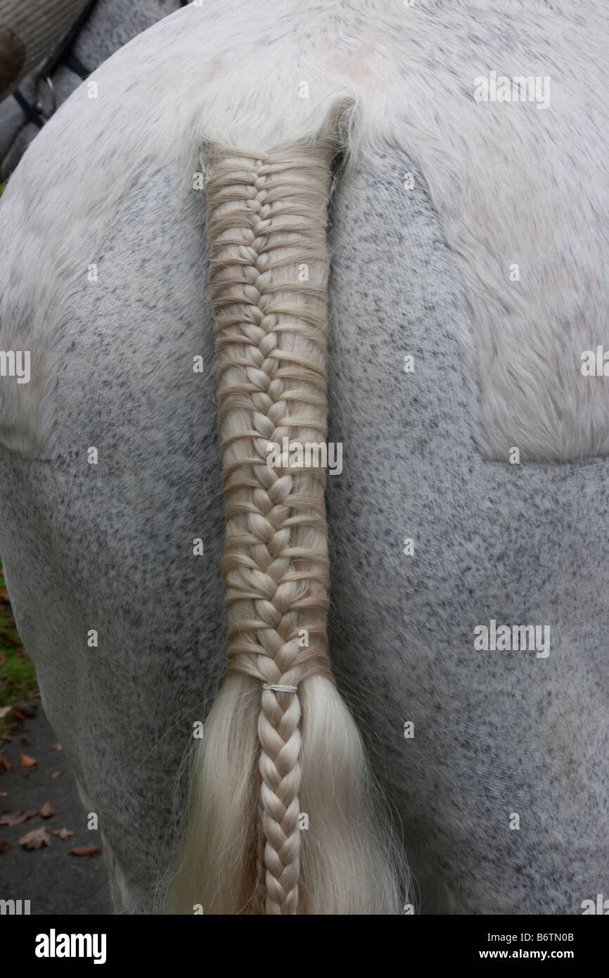 Horse tail braid hires stock photography and images Alamy