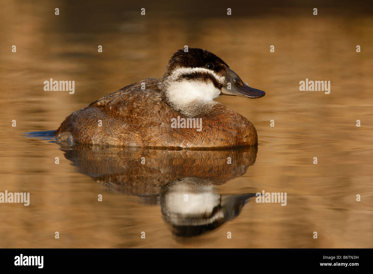 What Is A Female Duck Called In Spanish at Villarreal blog