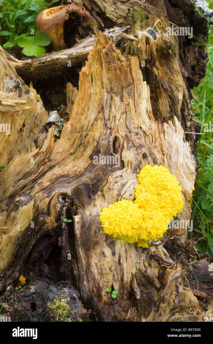 Fuligo septica, or Flowers of Tan fungus. Stock Photo