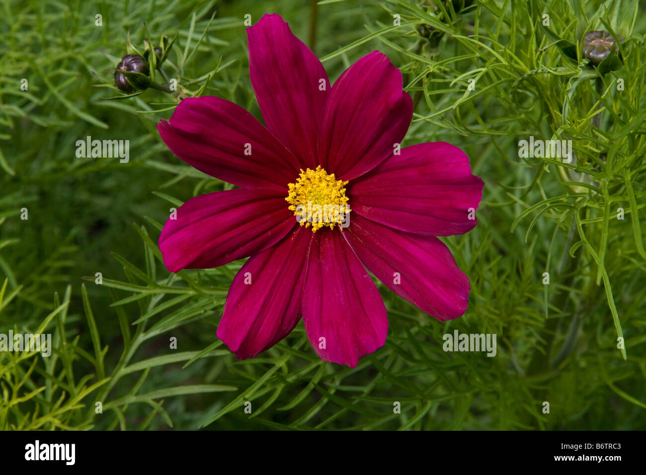 Red cosmos flower showing foliage and buds, together with fully opened bloom. Stock Photo