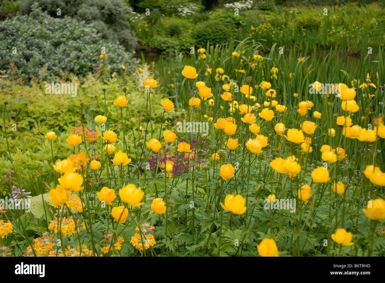 Swathe of globeflowers growing in the bog garden at Holker Hall, Alnwick, Northumberland in June. Stock Photo