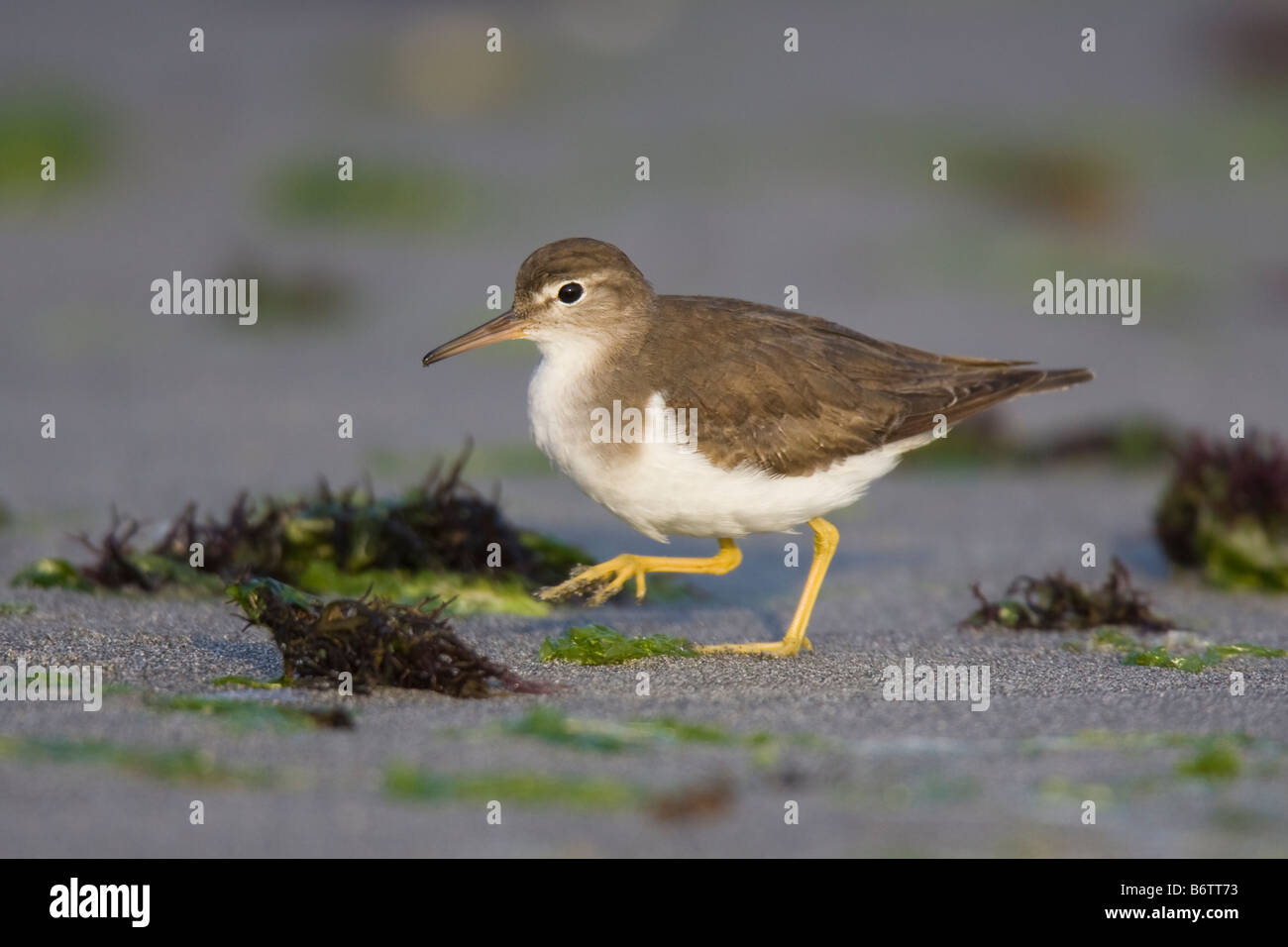 Spotted Sandpiper (Actitis macularia) walking along a beach Stock Photo