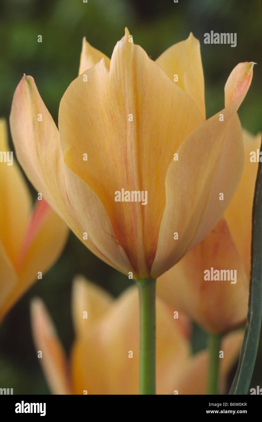 Bronze tulip hires stock photography and images Alamy