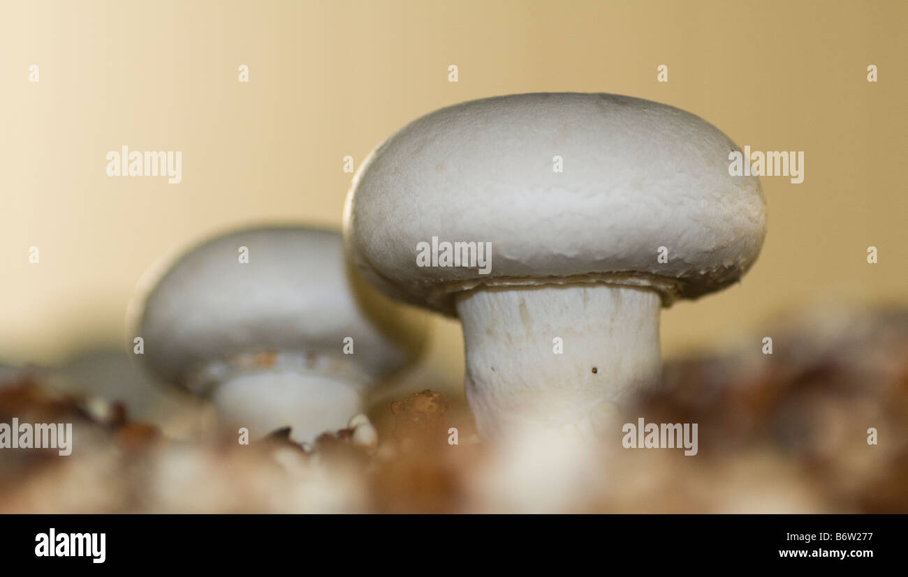 Agaricus Bisporus Mushroom Stock Photo