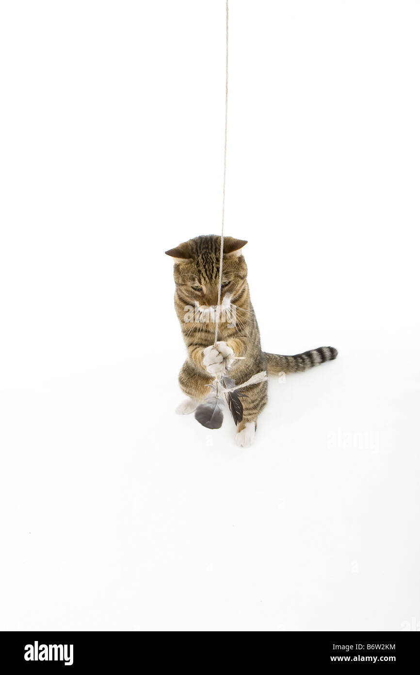 Tabby Tom cat playing with feathers Stock Photo