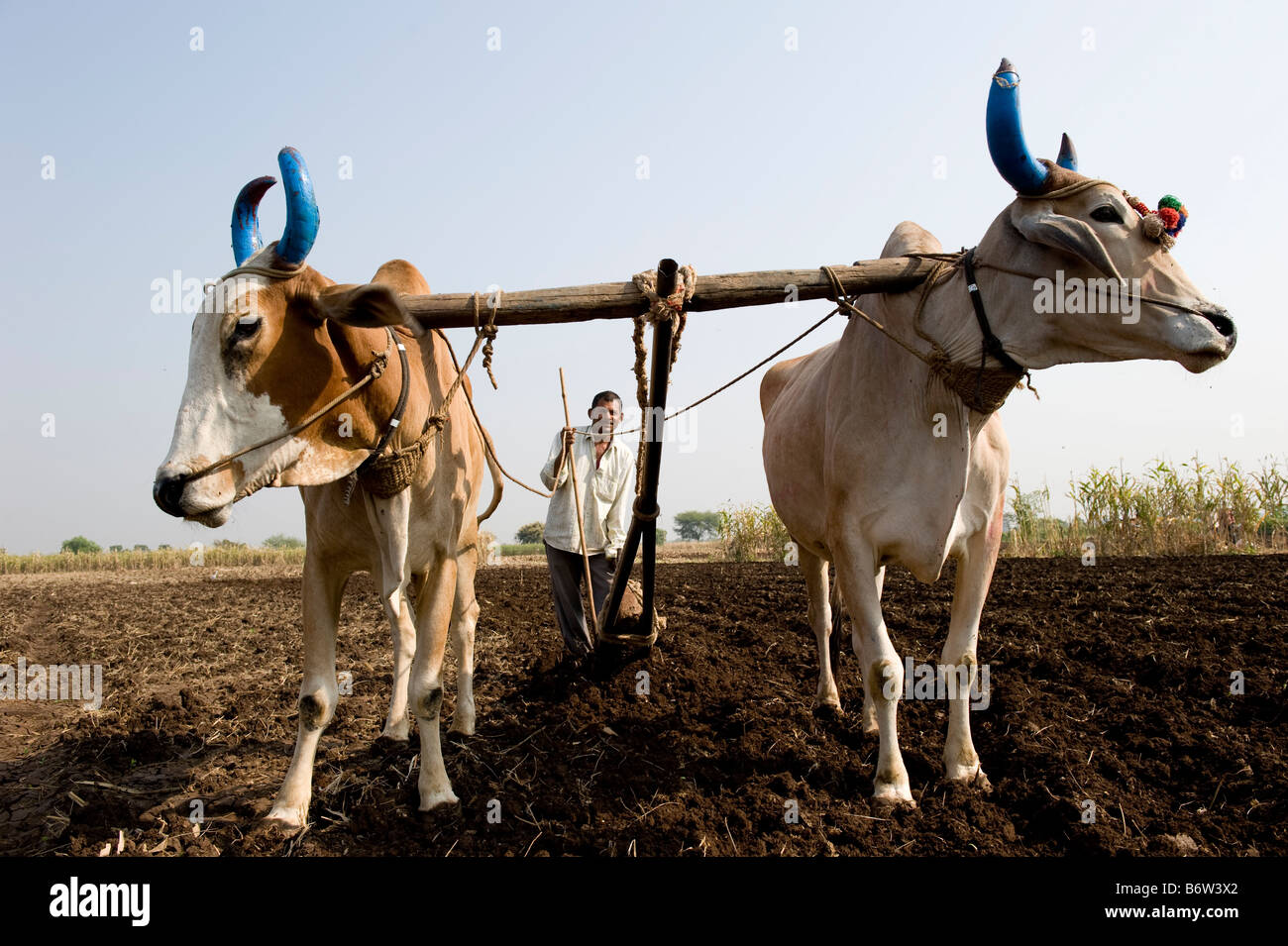 INDIA, M.P. Khargone , fair trade and organic cotton farming, farmer plow cotton field with two ox, wooden yoke Stock Photo