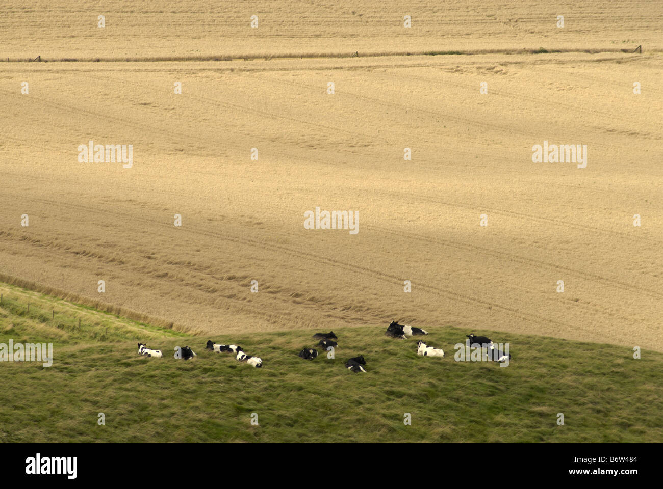 A wheat field at Cherhill viewed from the Lansdowne monument with cattle all sitting in the field. Stock Photo