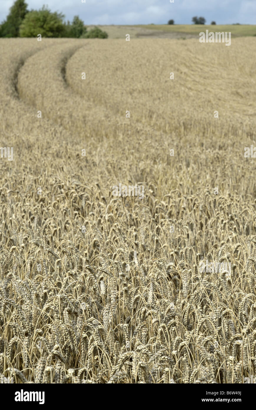 Wheat field with tractor tracks Stock Photo - Alamy