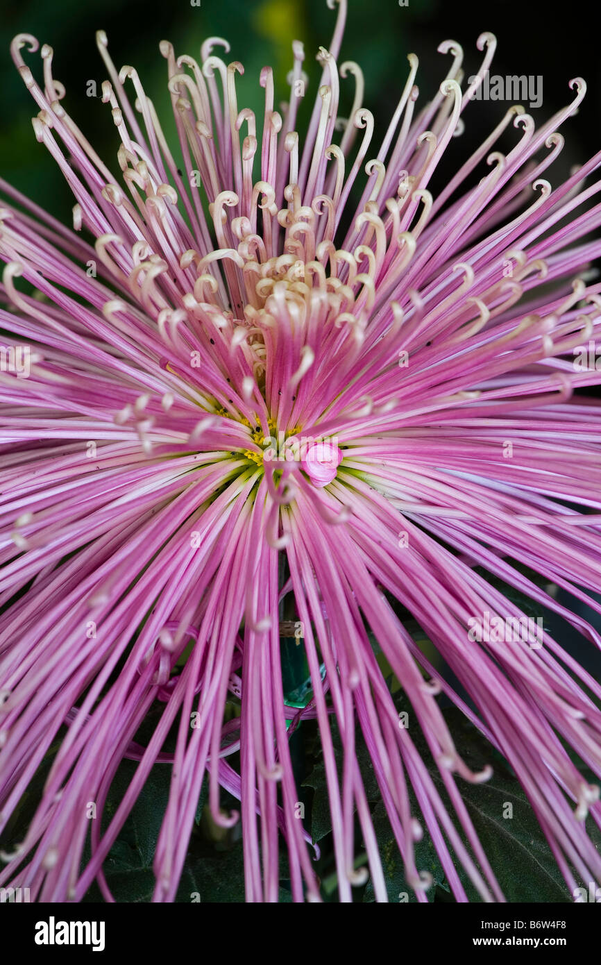 Chrysanthemum asia hi-res stock photography and images - Alamy