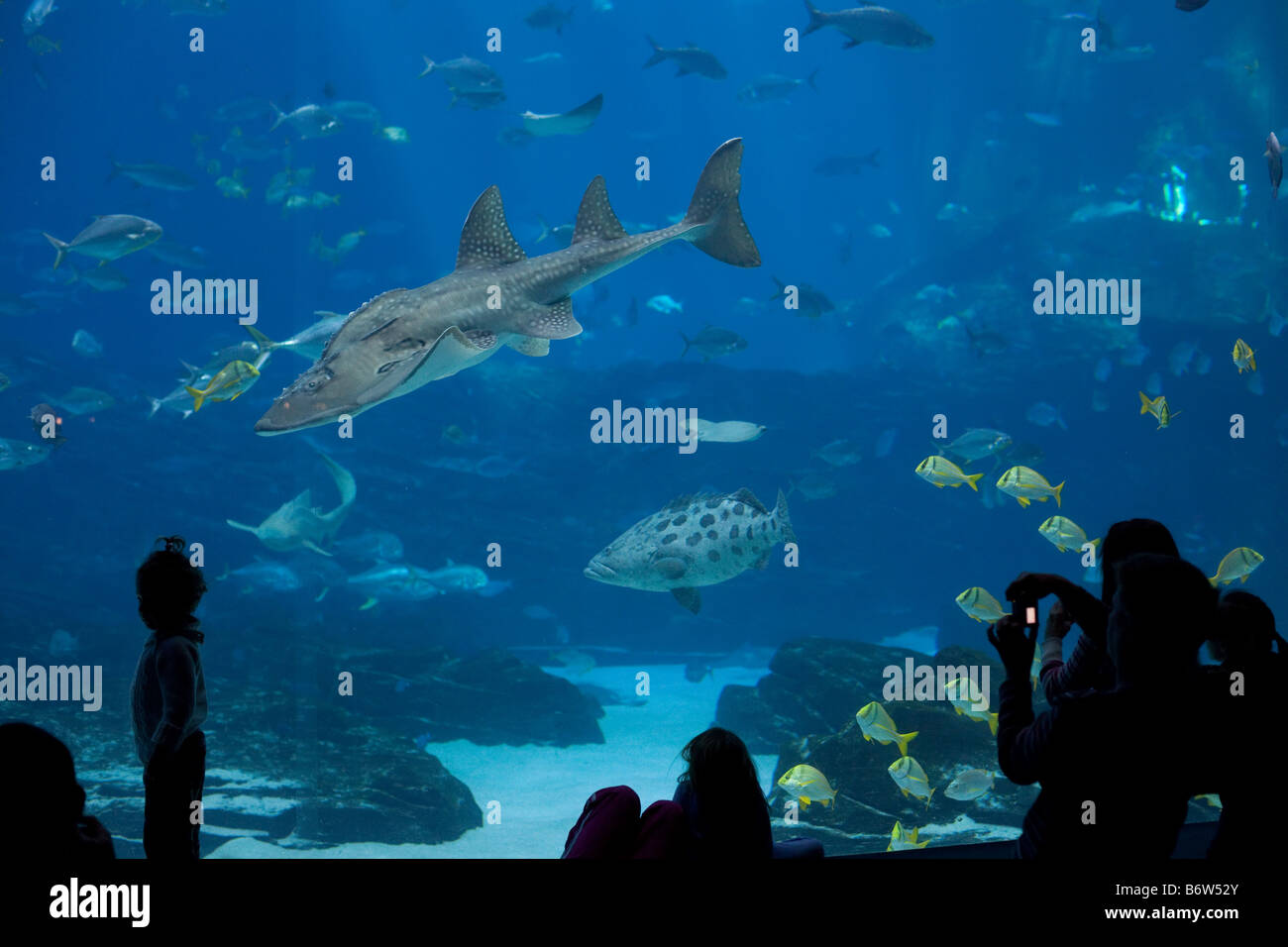 Vistors at the Georgia Aquarium in Atlanta, Georgia observe fish that swim through the largest fish tank in the world. Stock Photo