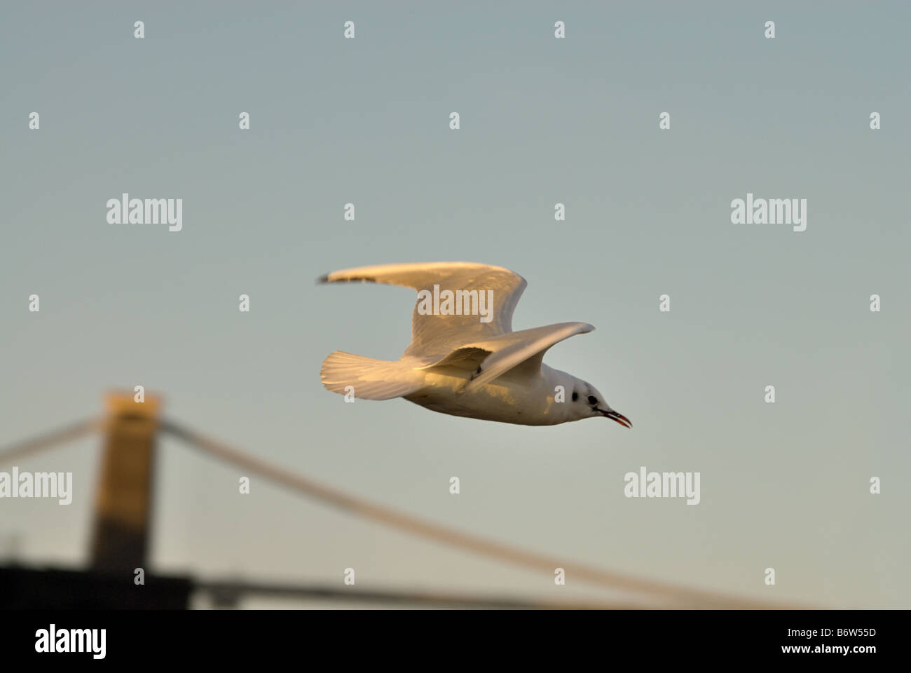 common gull flying near Bristol suspension bridge Stock Photo Alamy