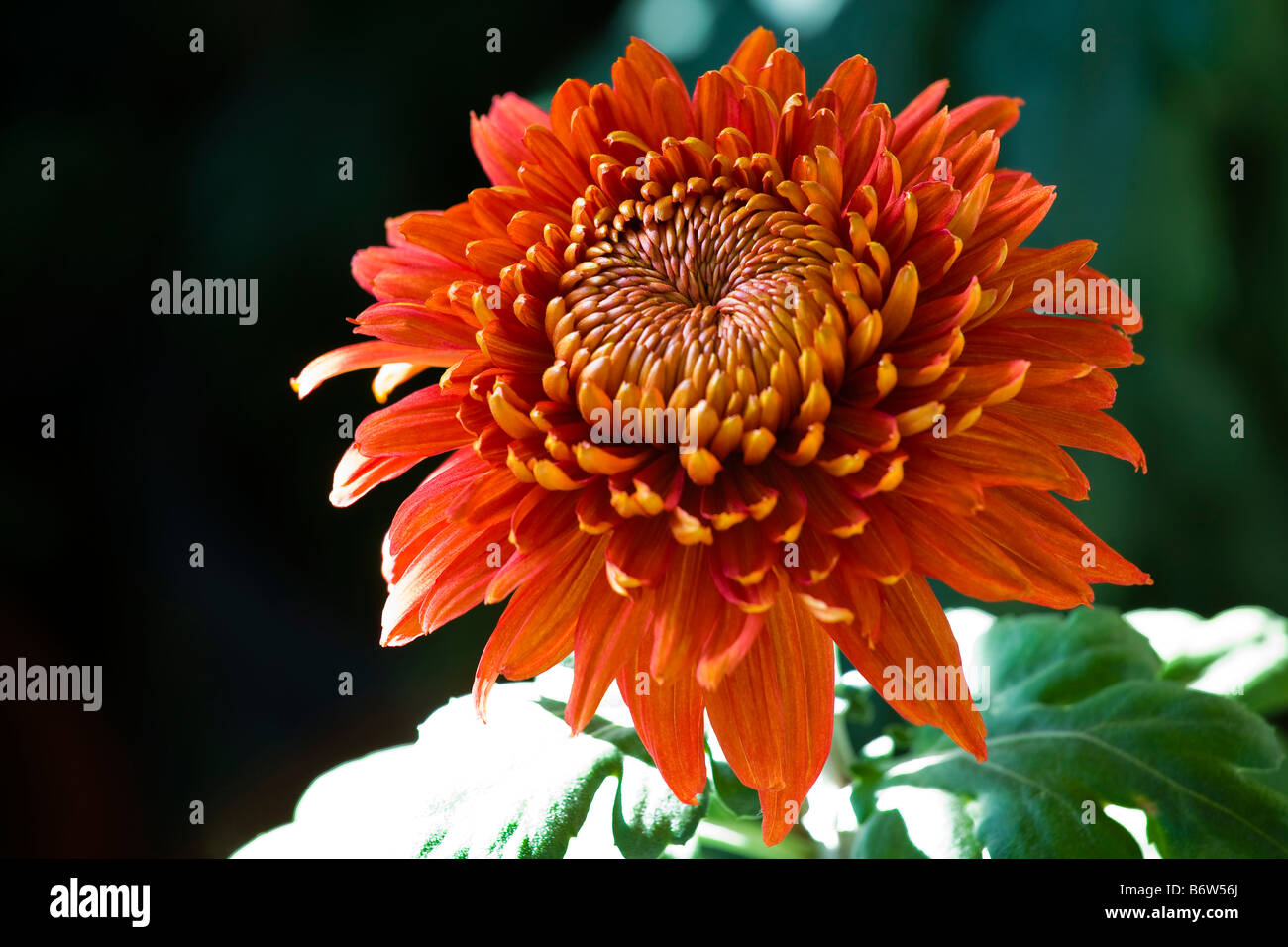 Chrysanthemum hi-res stock photography and images - Alamy