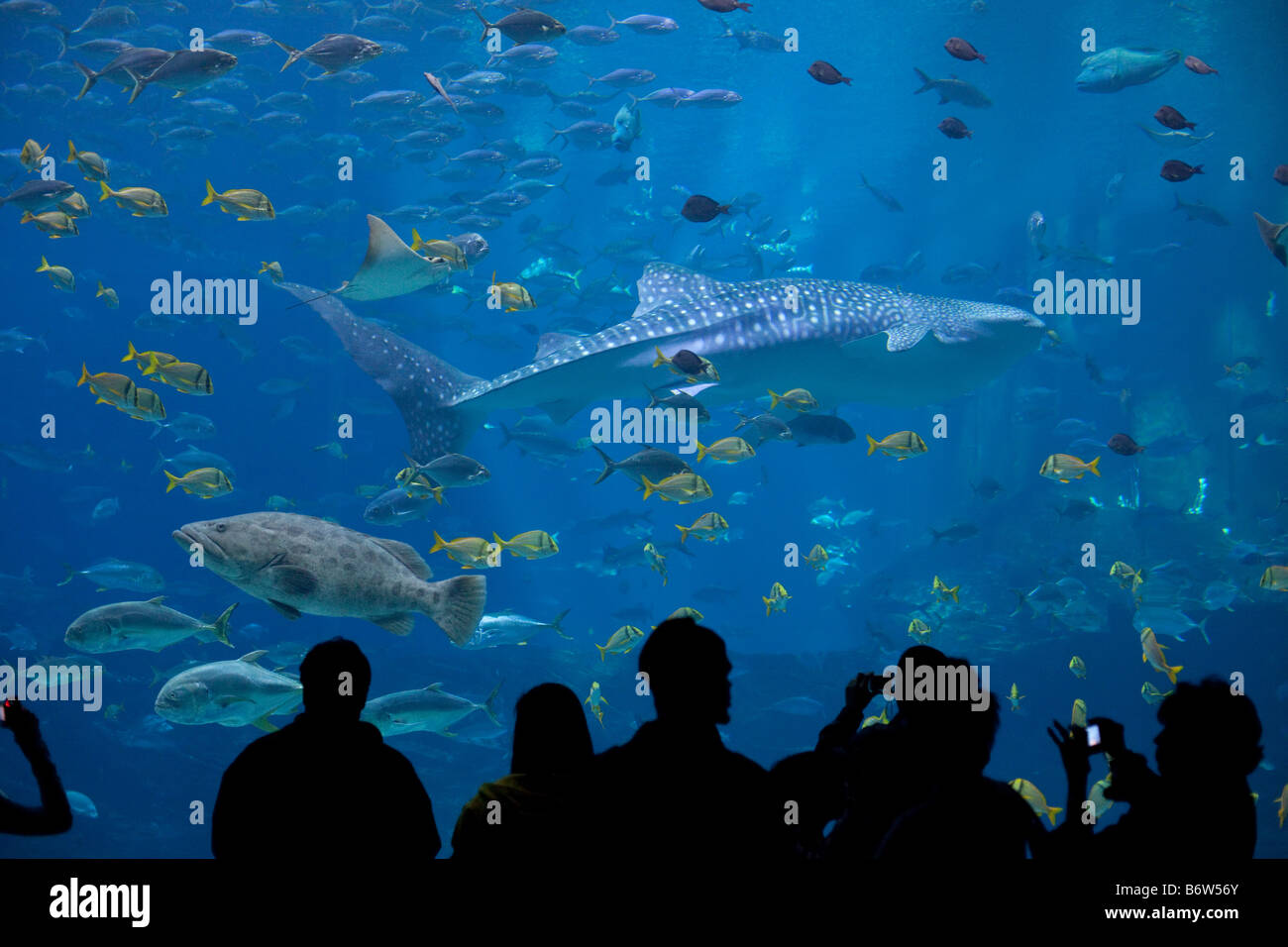 A giant Whale Shark at the Georgia Aquarium in Atlanta, Georgia swim through the largest fish tank in the world Stock Photo