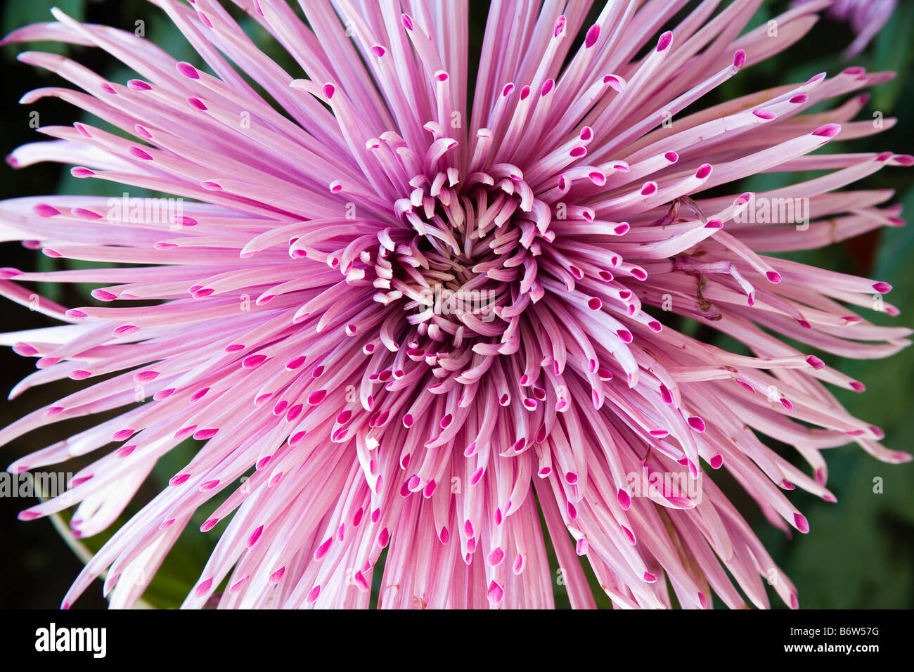 Chrysanthemum horizontal hi-res stock photography and images - Alamy