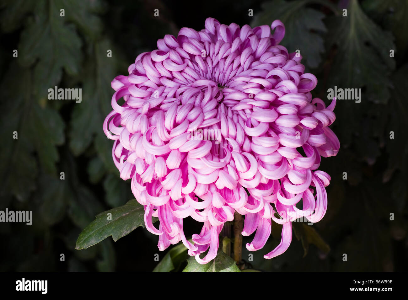 Horizontal chrysanthemum hi-res stock photography and images - Alamy