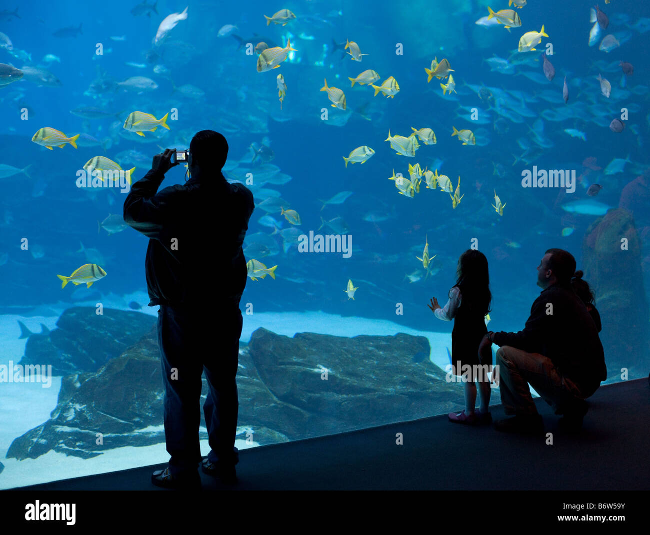 Visitors at the Georgia Aquarium in Atlanta, Georgia observe fish that swim through the largest fish tank in the world. Stock Photo