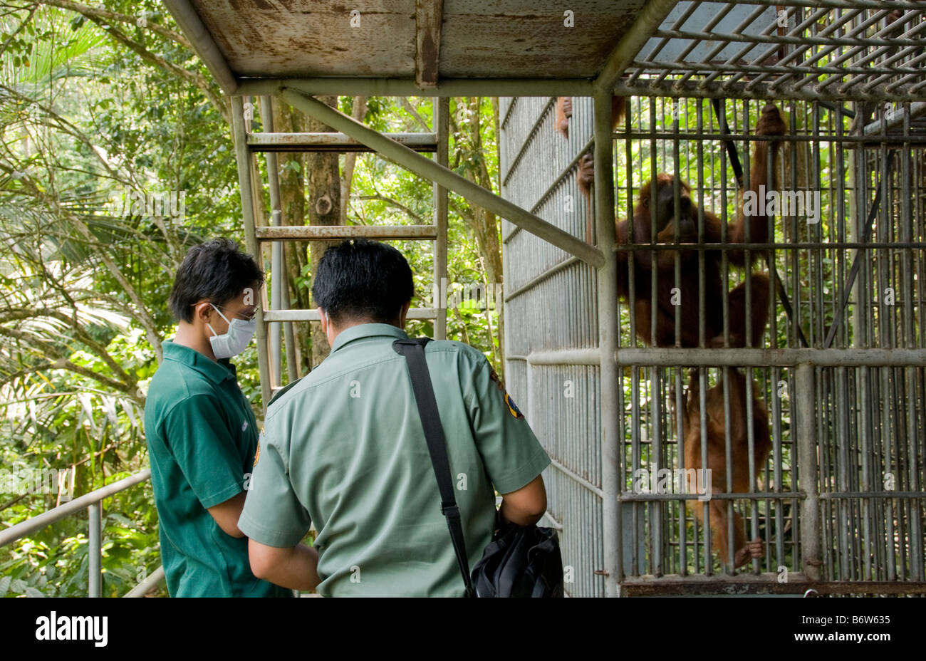 Indonesian ministry of forestry official visits orangutan rehabilitation centre in Sumtra, Indonesia Stock Photo