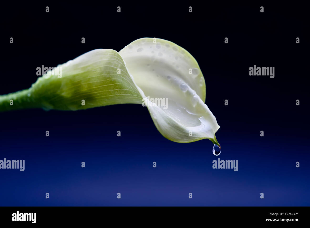 calla-lily-with-water-drop-stock-photo-alamy