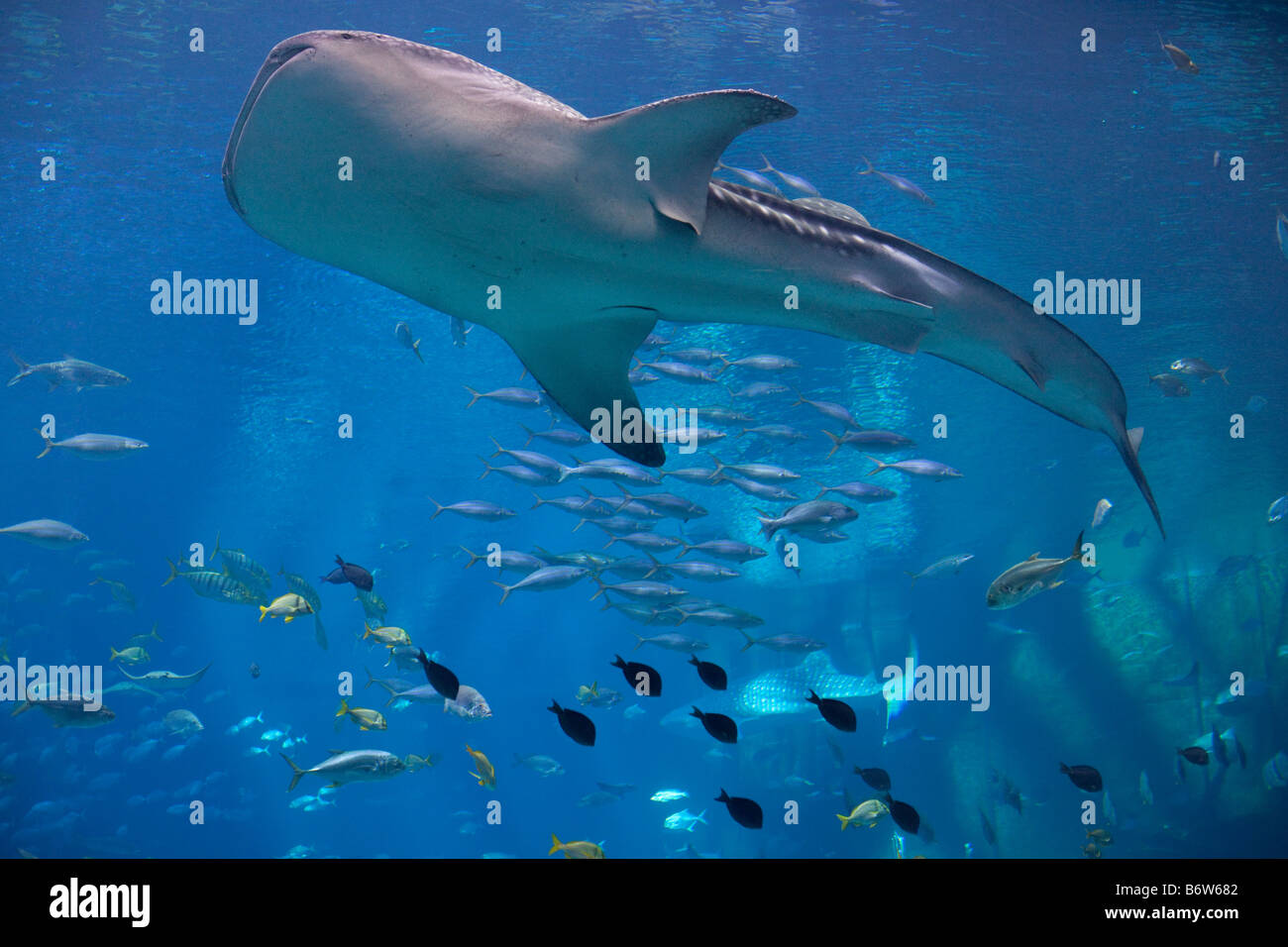 A giant Whale Shark at the Georgia Aquarium in Atlanta, Georgia swim through the largest fish tank in the world Stock Photo