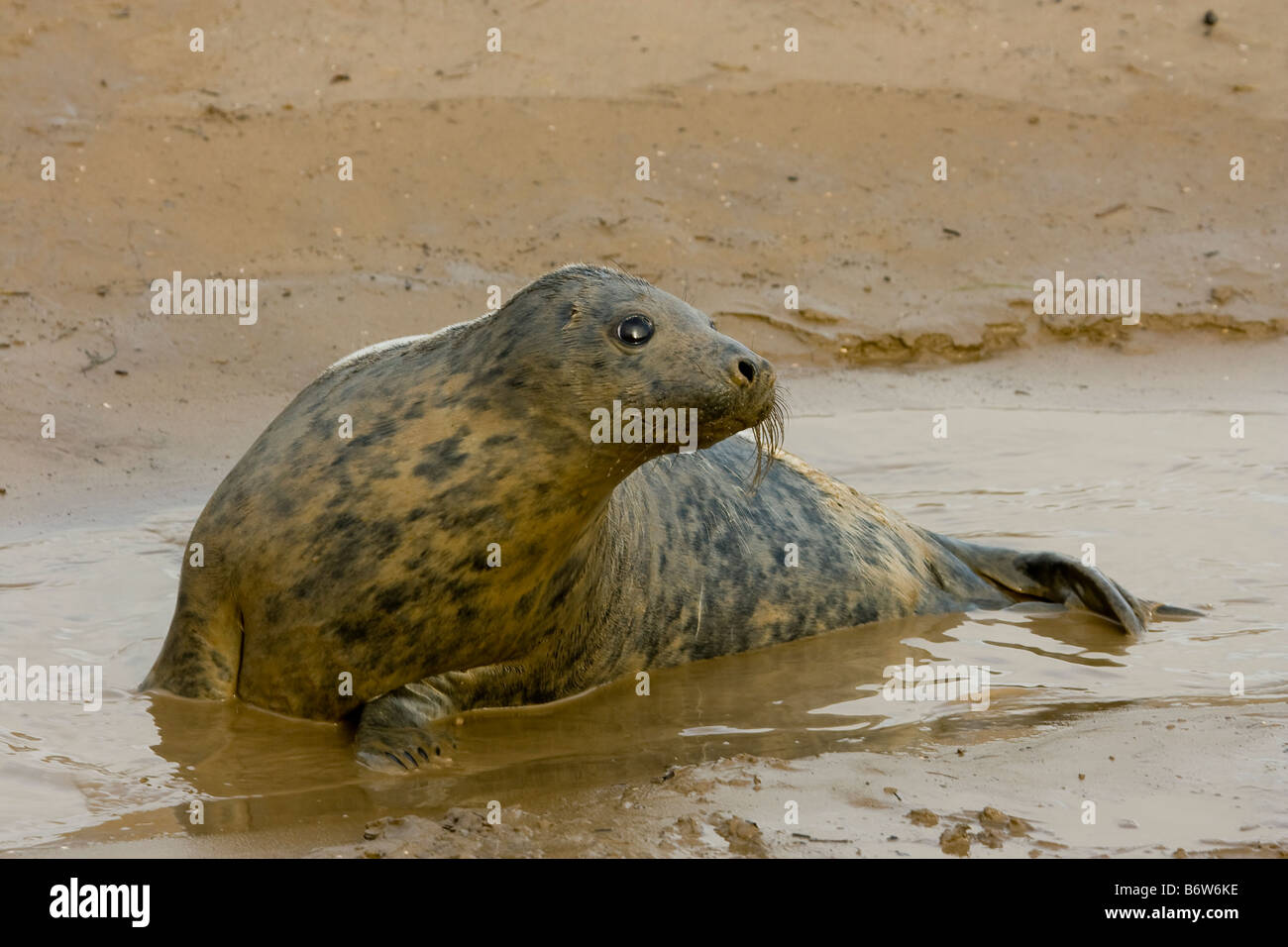 grey seal halichoerus grypus pup Stock Photo