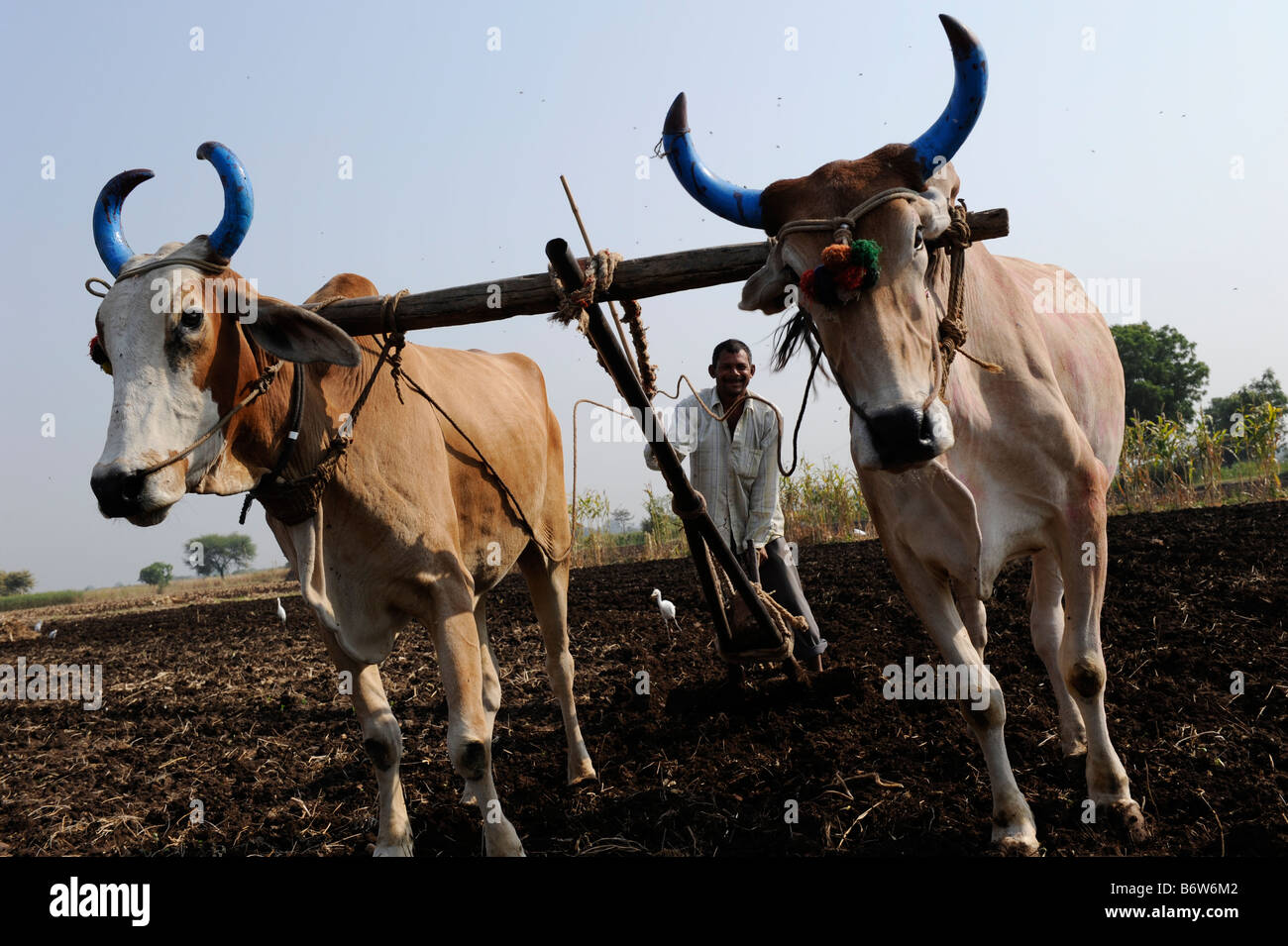 INDIA, M.P. Khargone , fair trade and organic cotton farming, farmer plow cotton field with two ox, wooden yoke Stock Photo