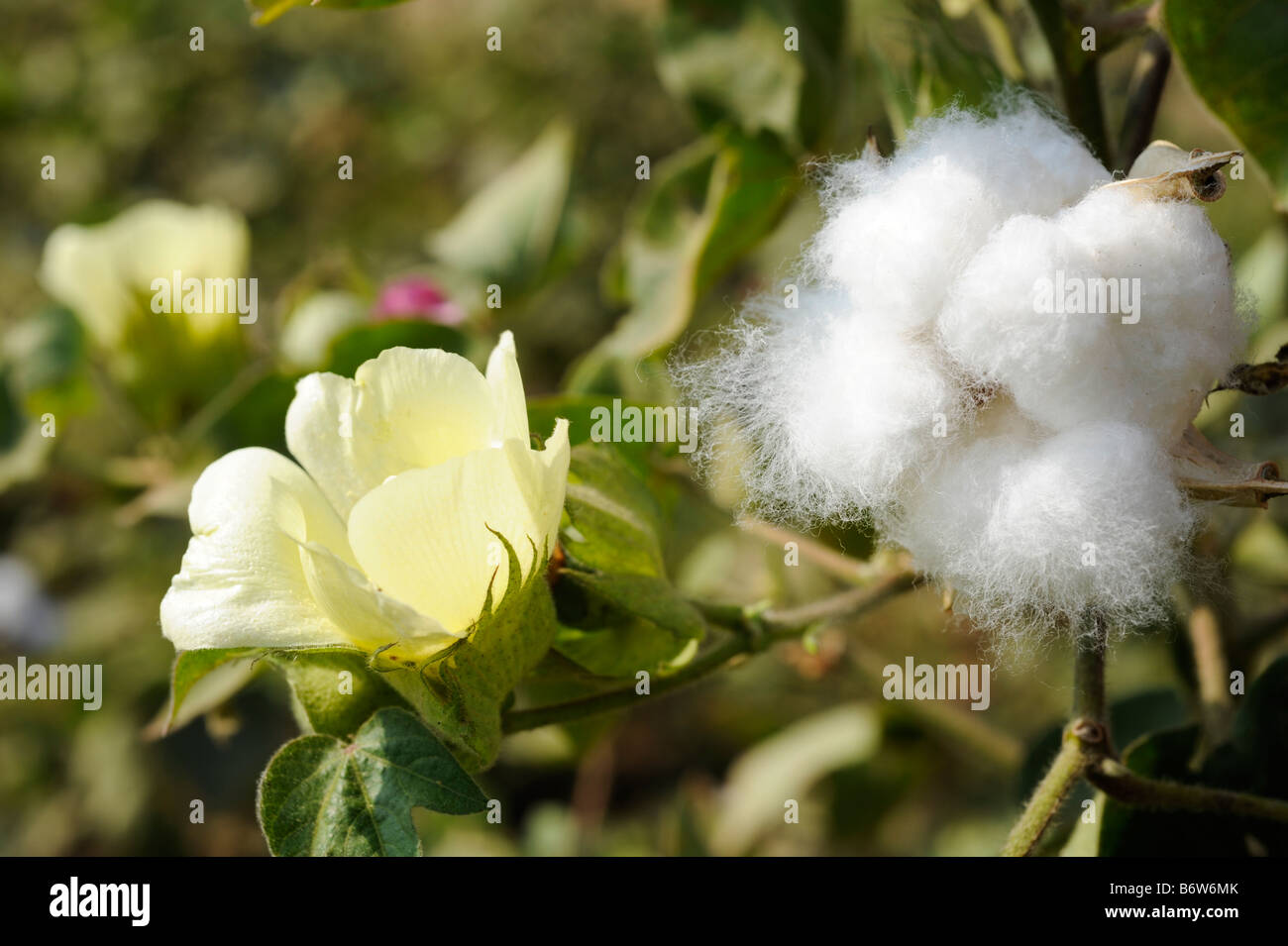 India M.P. Khargone , fair trade and organic cotton farming, yellow cotton flower and open boll formation with fibre Stock Photo