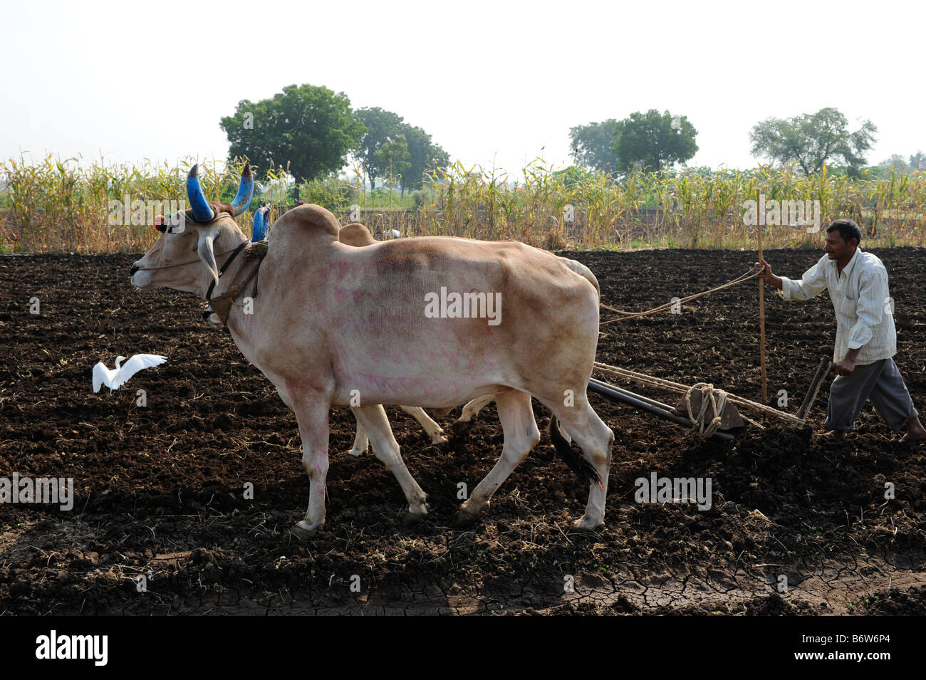 INDIA, M.P. Khargone , fair trade and organic cotton farming, farmer plow cotton field with ox, arable land Stock Photo