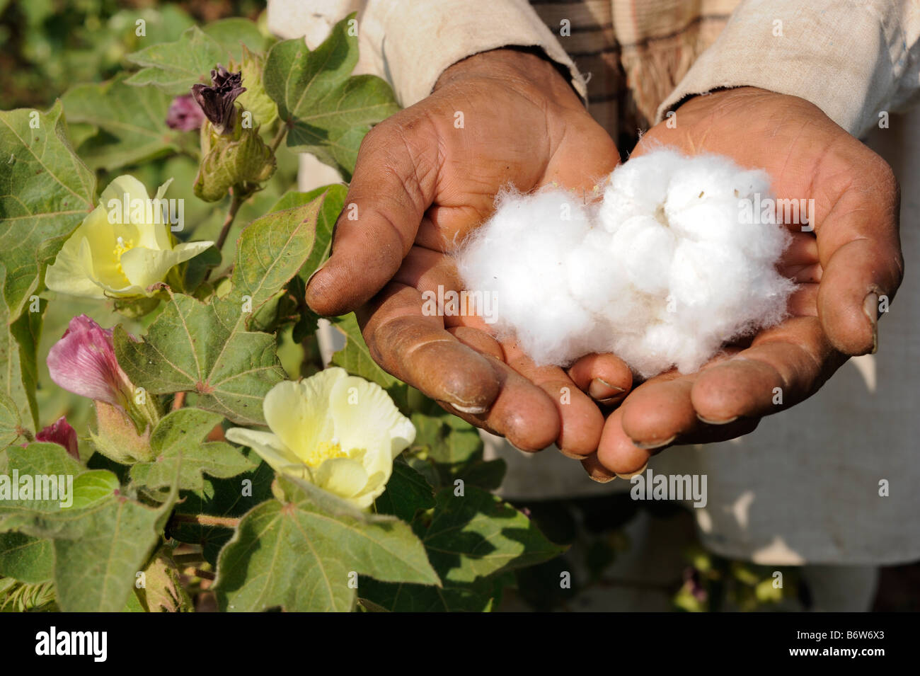 India M.P. Khargone , fair trade and organic cotton farming, red and yellow cotton flower Stock Photo