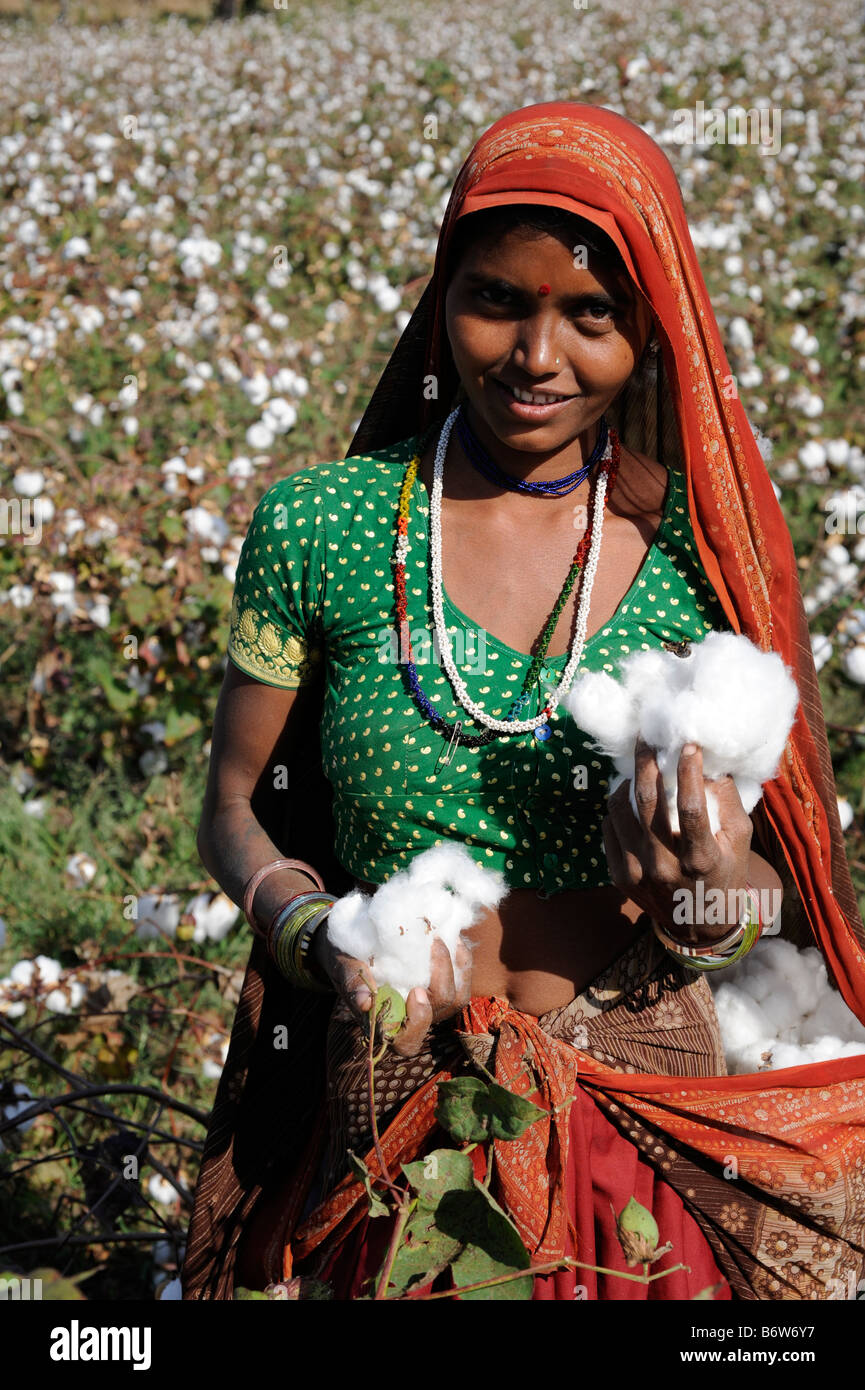 India M.P. Khargone , fair trade and organic cotton farming  , tribal women in sari pluck cotton by hand Stock Photo