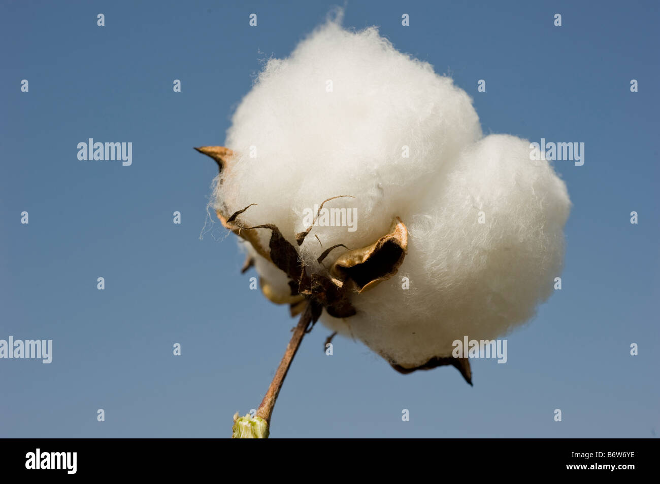 India M.P. Khargone , fair trade and organic cotton farming Stock Photo