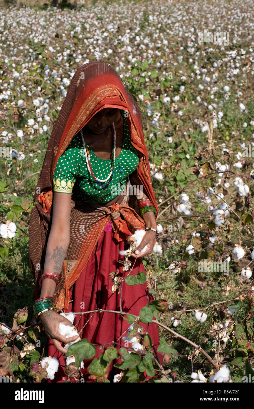 India M.P. Khargone , fair trade and organic cotton farming , tribal women in sari pluck cotton by hand Stock Photo