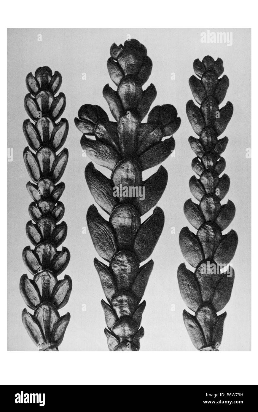 Black and white arbor hires stock photography and images Alamy