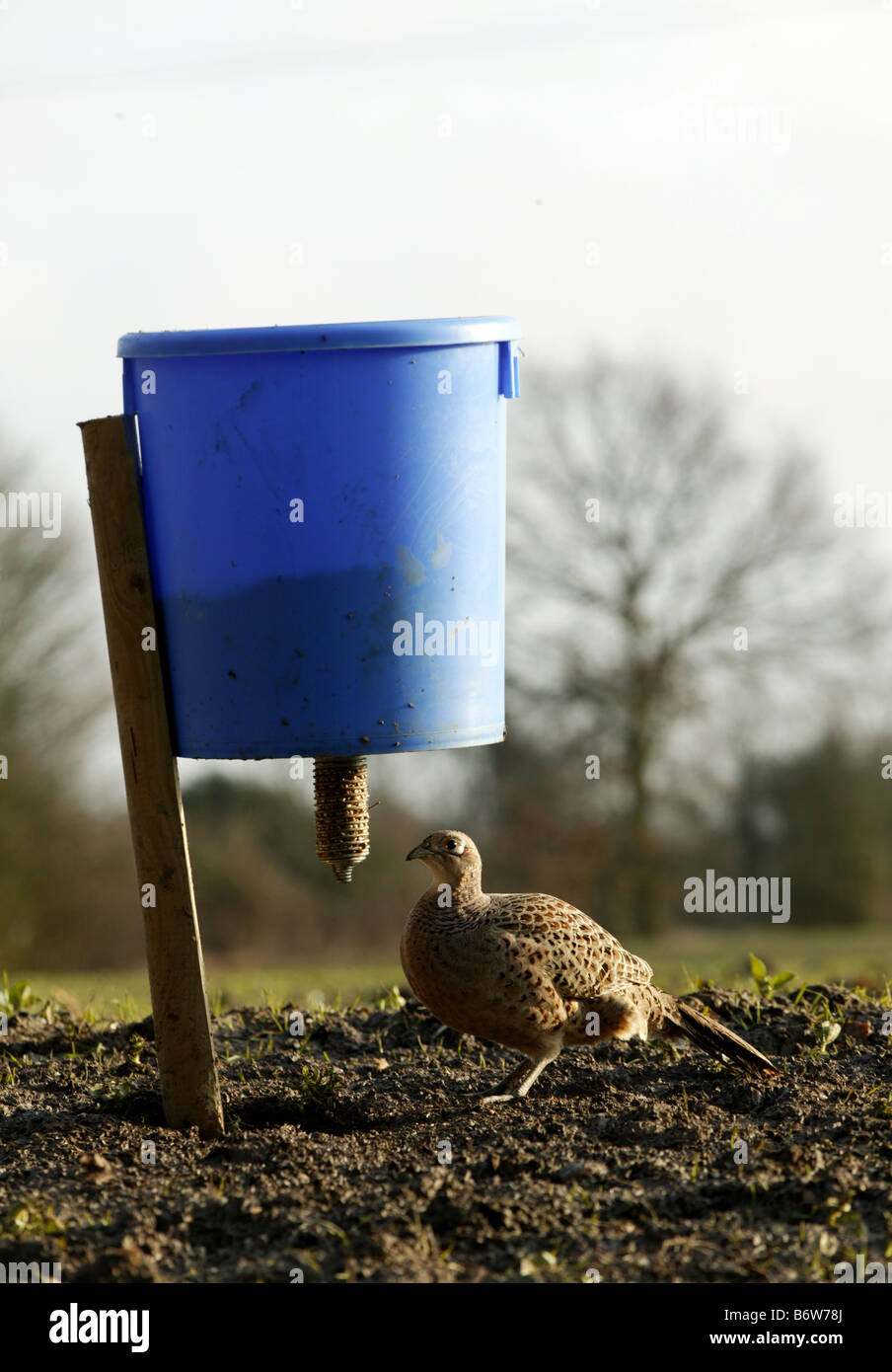 Pheasant Feeder Stock Photos Pheasant Feeder Stock Images Alamy